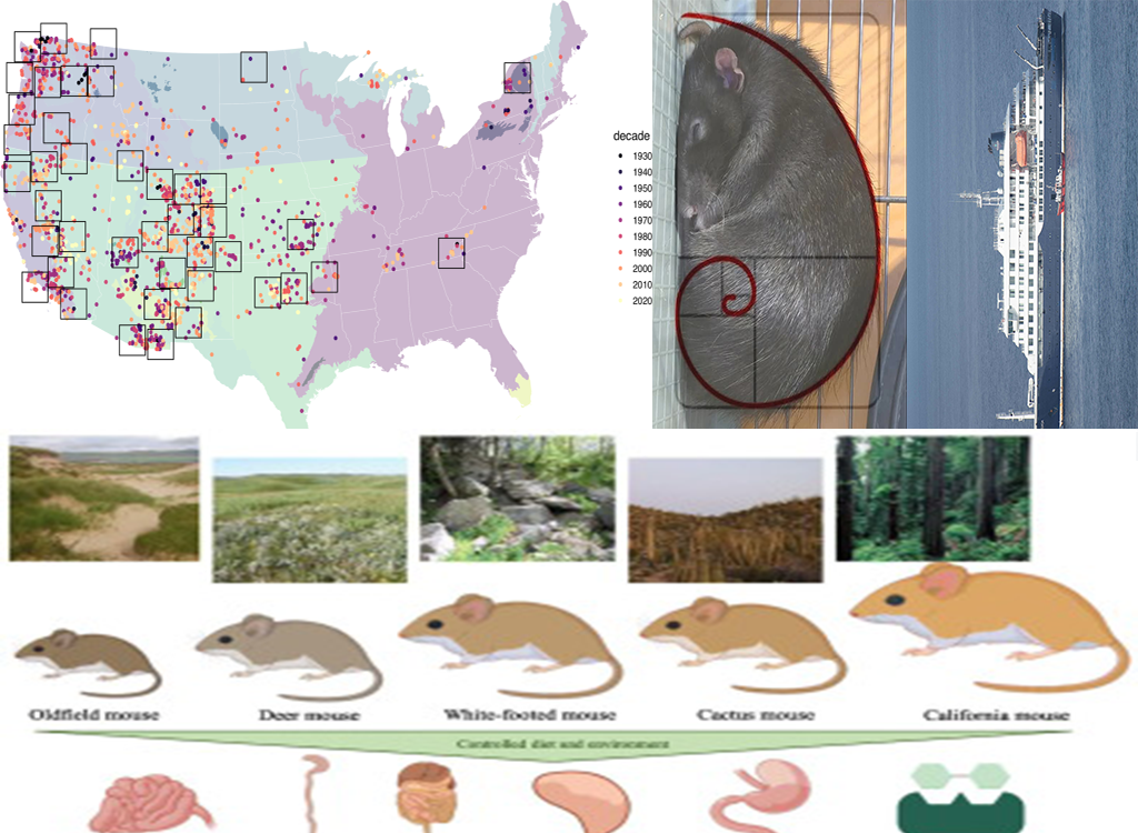Deer mouse — hantavirus carrier